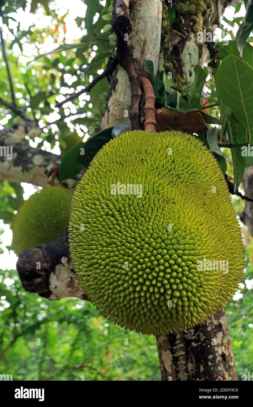Jackfruit, Bali, Indonesia Stock Photo