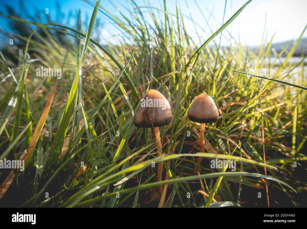 A liberty cap mushroom (Psilocybe semilanceata), known for its hallucinogenic properties, grows in a grassy field in southwest Ireland Stock Photo