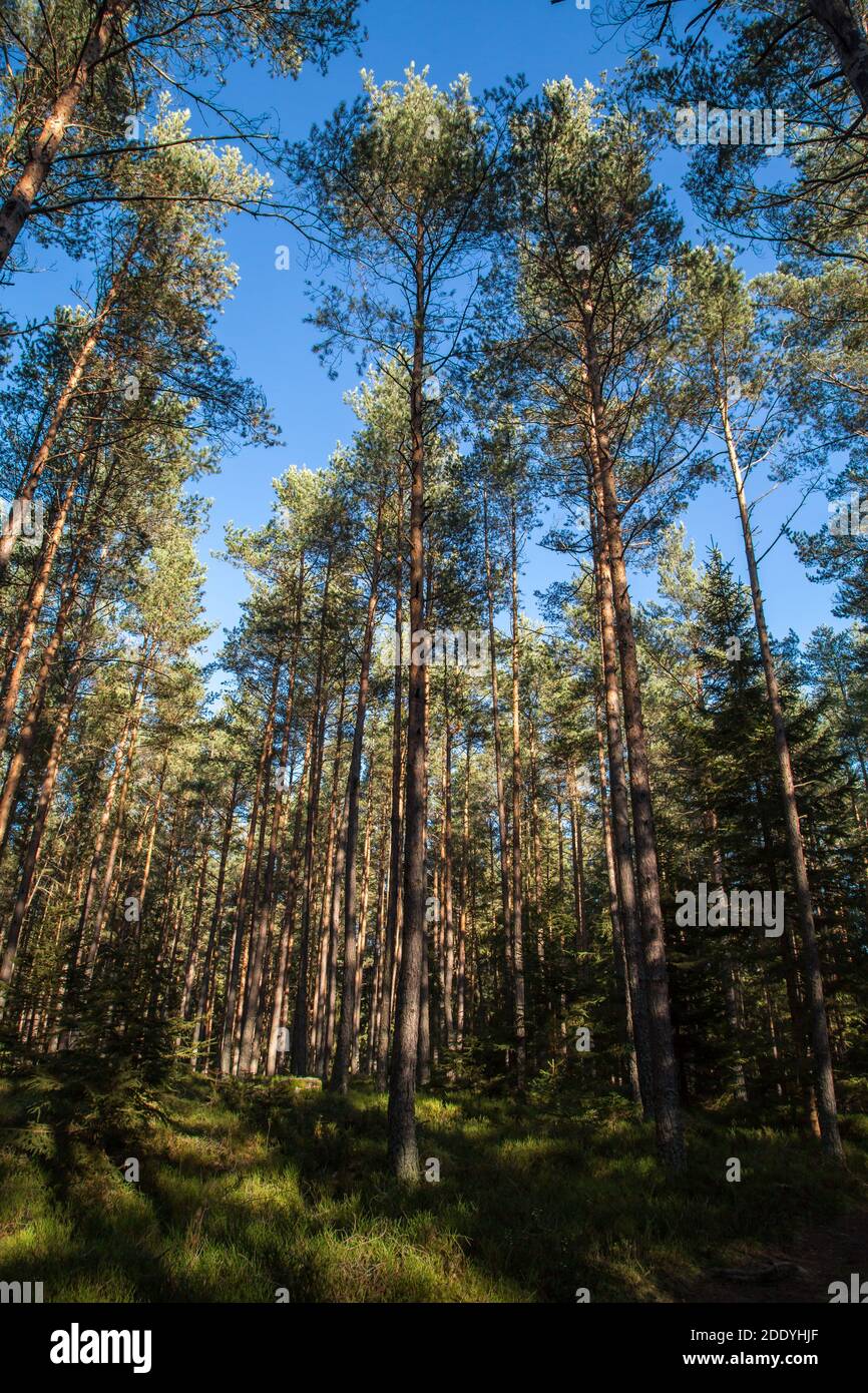 Hiking in the forest on a sunny November day in the Waldviertel, Austria, Europe Stock Photo