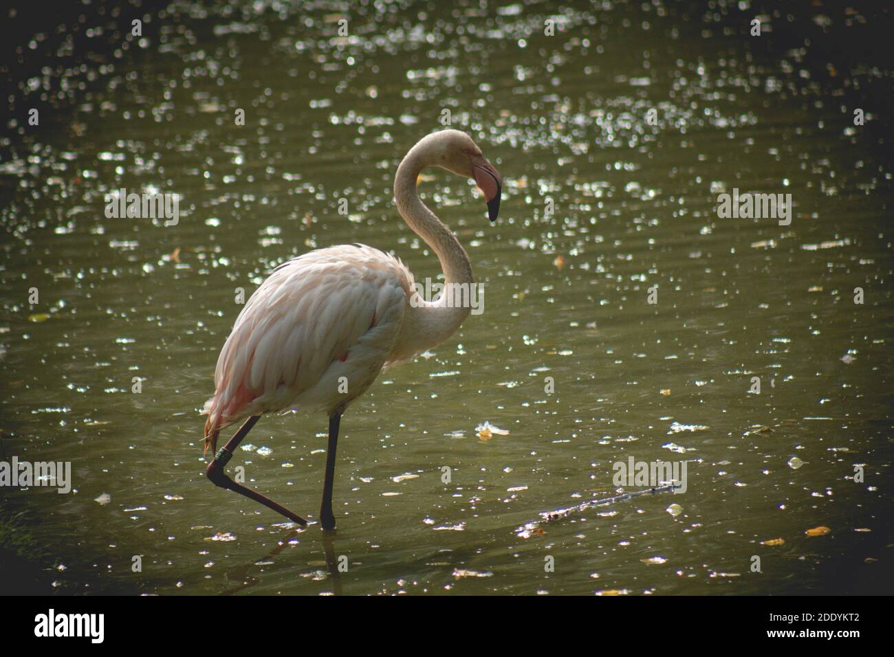 An isolated pink greater flamingo standing in shallow calm water Stock  Photo - Alamy