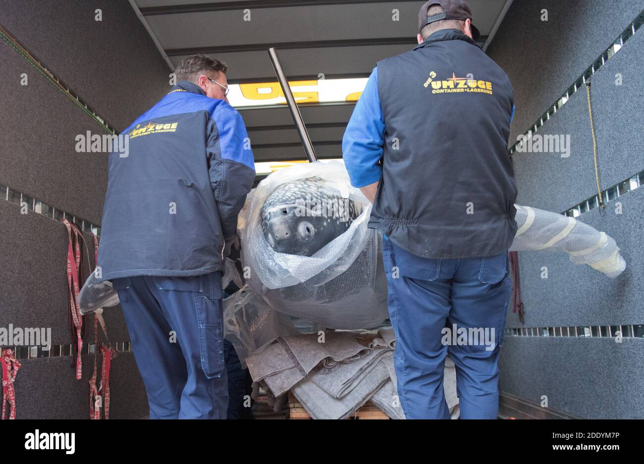 27 November 2020, Mecklenburg-Western Pomerania, Stralsund: Employees of a moving company load the preparation of a leatherback turtle named Marlene in the yard of the Maritime Museum in Stralsund. The turtle had got lost in the Baltic Sea in 1965. It is to be shown from January in the exhibition 'Turtles. Armoured through the centuries' in the State Natural History Museum in Braunschweig. The exhibitions are to be completely revised from 2021. The thematic focus - the world of the warm seas - and popular exhibits such as the fin whale skeleton will remain. The construction project, which is b Stock Photo