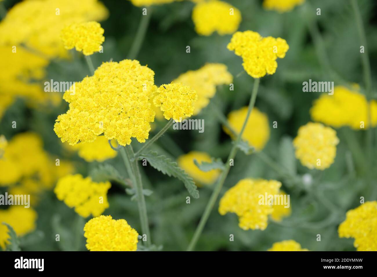 Lemon yellow flowers of Achillea 'Moonshine'. Yarrow 'Moonshine' Stock Photo
