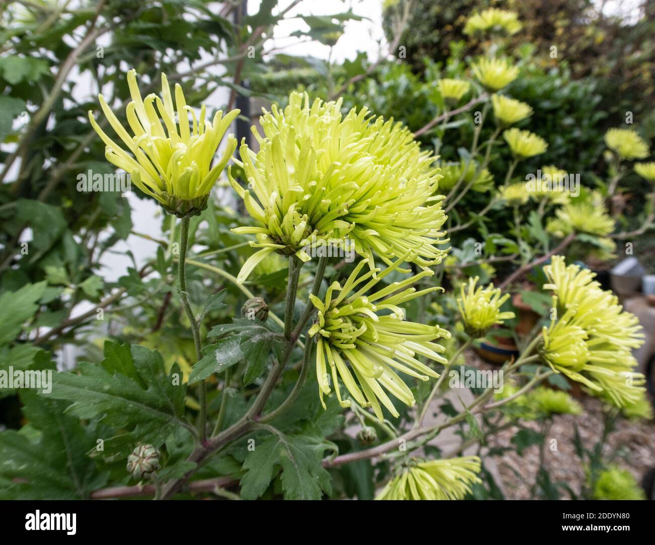 Chrysanthemum Anastasia Green, a pale green variety useful for flower arranging. Dendranthema Anastasia Green. Spider chrysanthemum Anastasia Green. Stock Photo