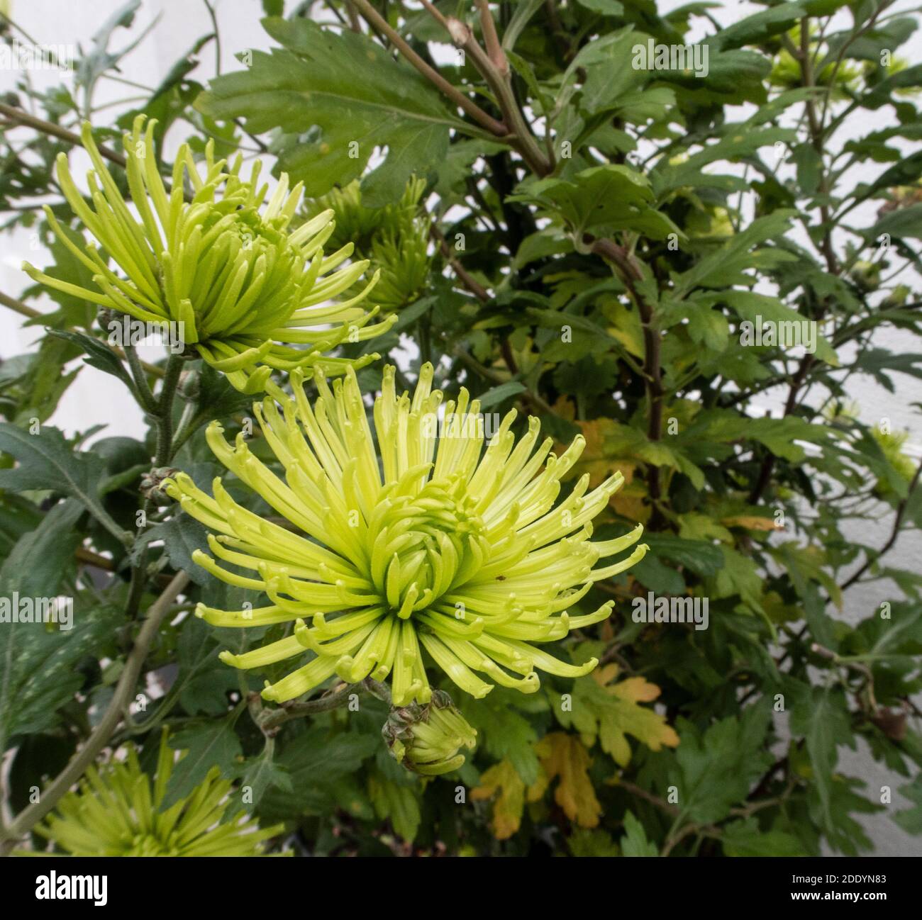 Chrysanthemum Anastasia Green, a pale green variety useful for flower arranging. Dendranthema Anastasia Green. Spider chrysanthemum Anastasia Green. Stock Photo