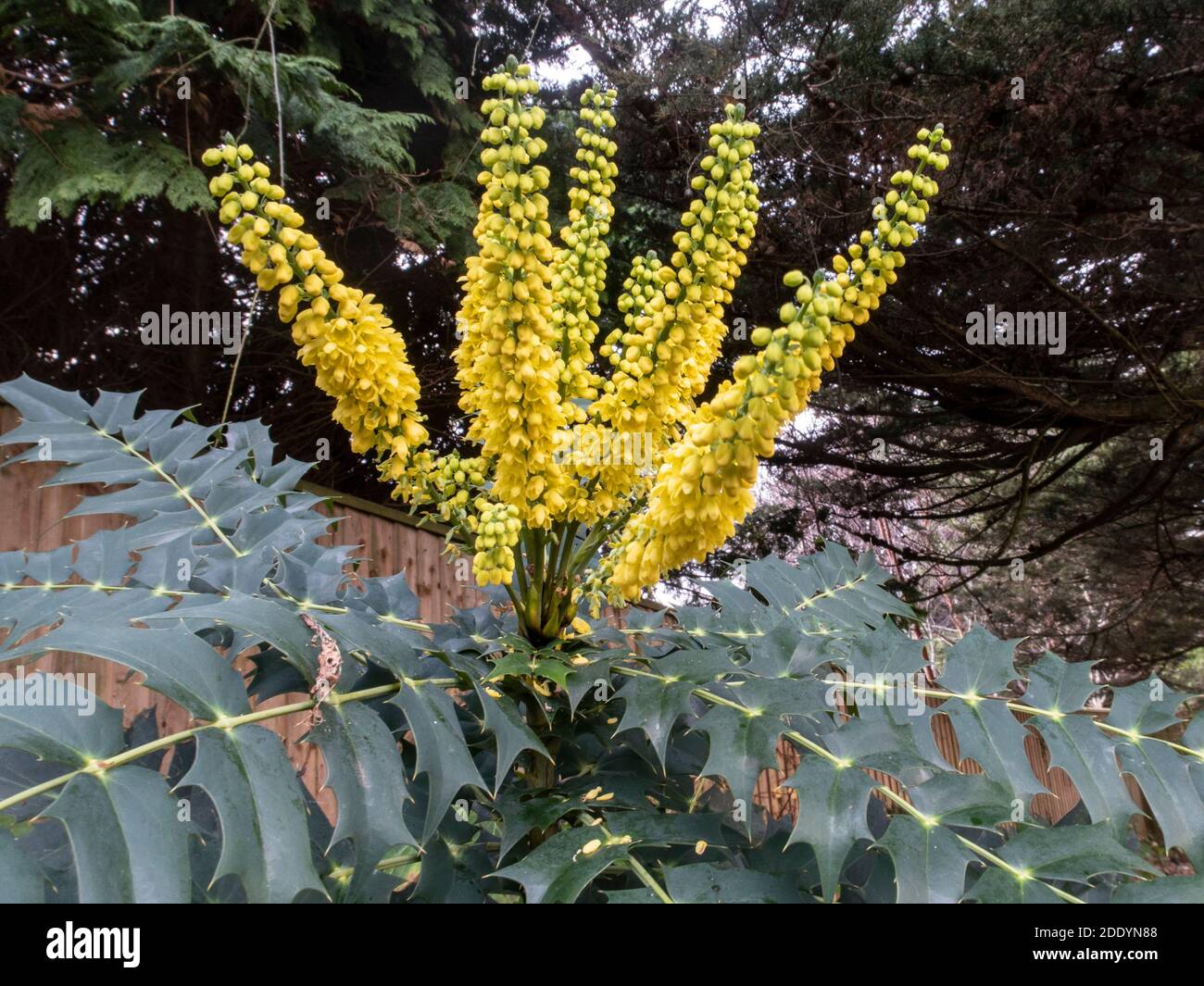 Mahonia x Media Charity, an evergreen, shade loving shrub with vivid yellow spike like flowers. Stock Photo