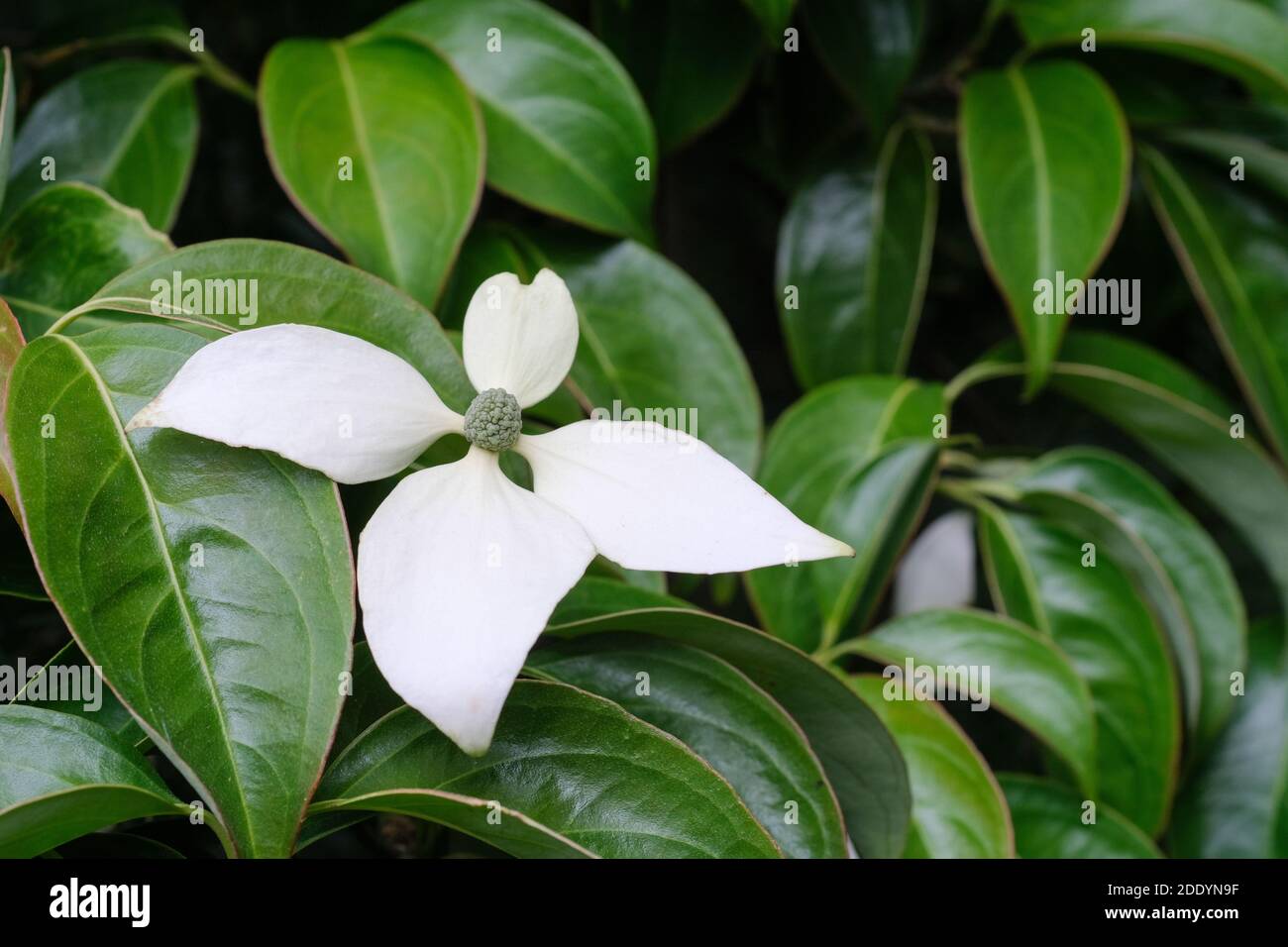 Cornus elliptica. Chinese Dogwood. Cornus angustata .Cornus capitata 'Mollis Rehder'. Cornus kou flowers, flowering Stock Photo