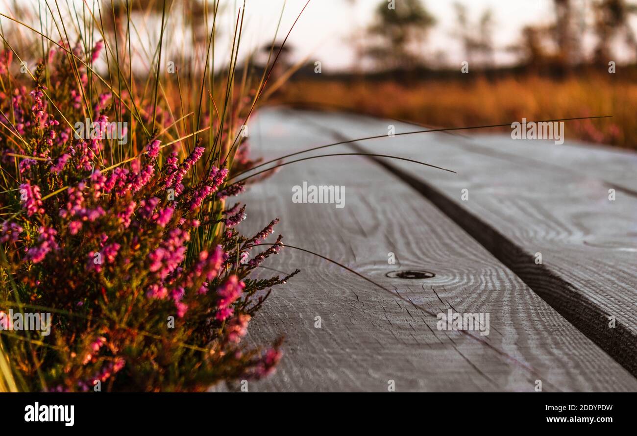 Purple heather flowers with plank-way on bokeh background. Stock Photo