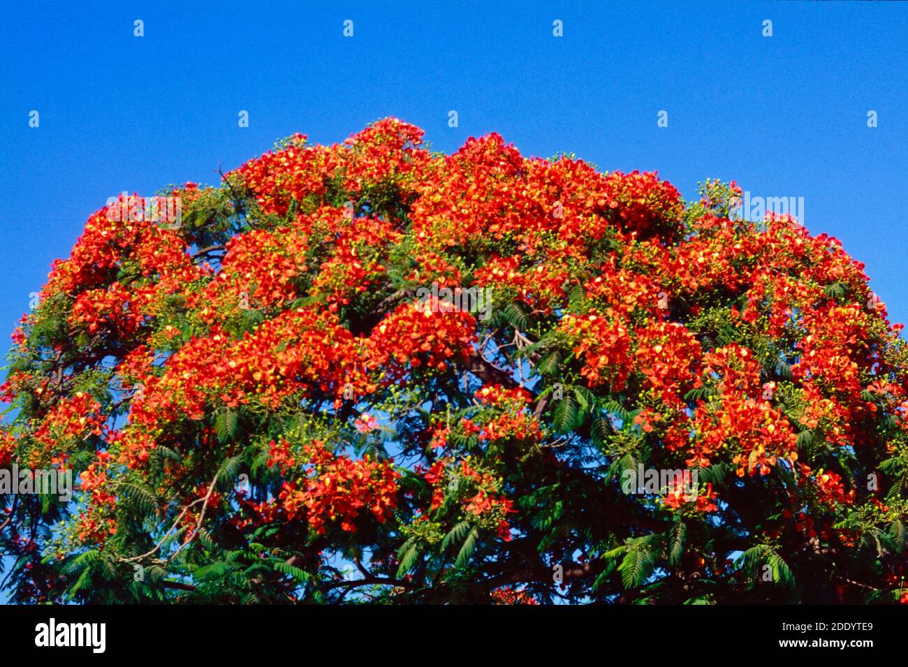 OrangeRed Flowers of Flowering Flamboyant or Royal Poinciana, Delonix