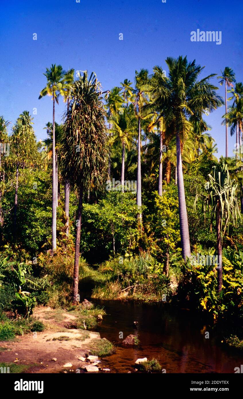 Oasis Lined with Pandanus pulcher, Pandans or Scew Palms & Ravenea rivularis or Majestic Palms in the Isalo National Park Madagascar Africa Stock Photo