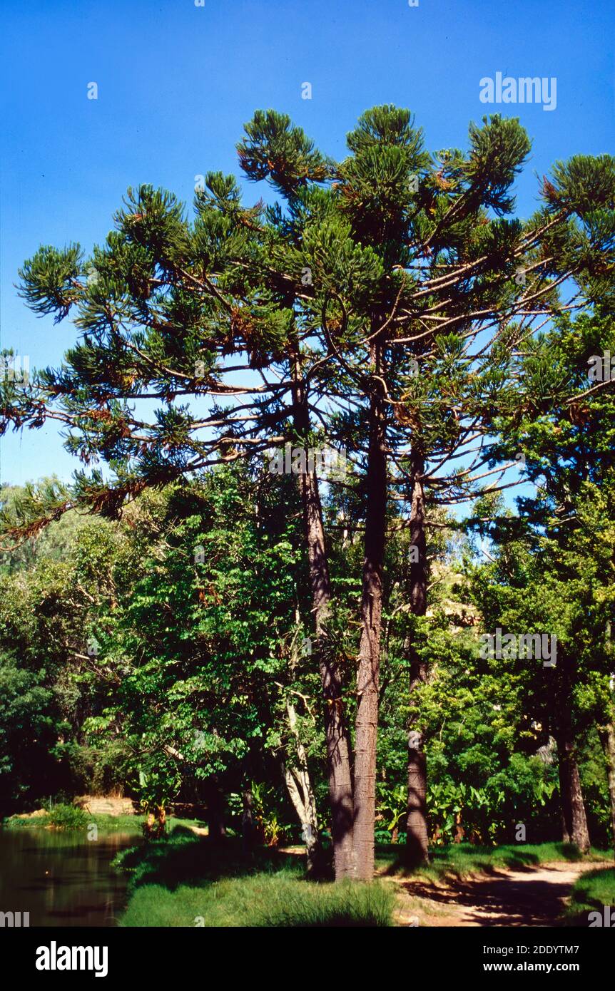 Bunya Pine, Araucaria bidwilli Stock Photo