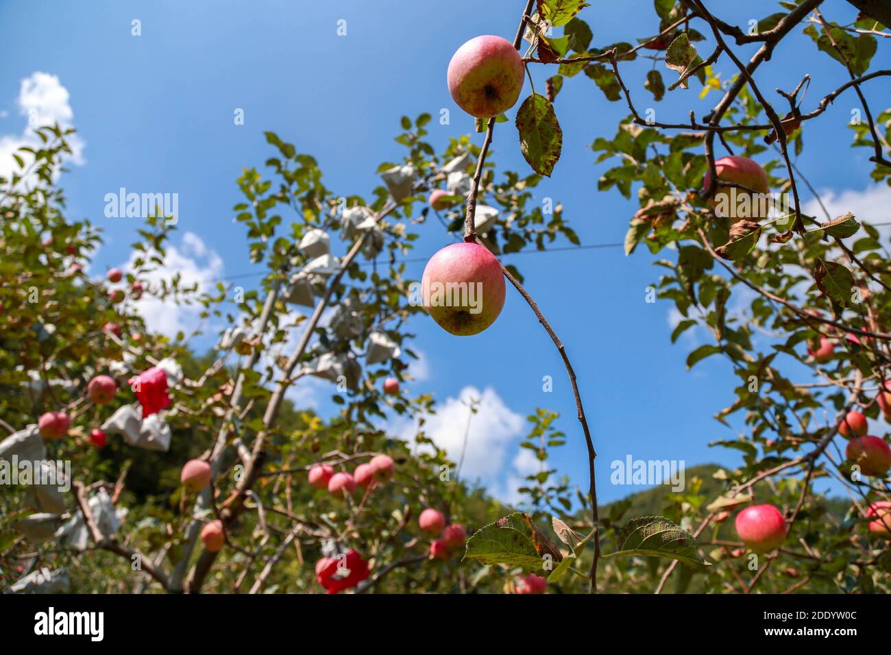 Apple on apple trees in orchard Stock Photo - Alamy