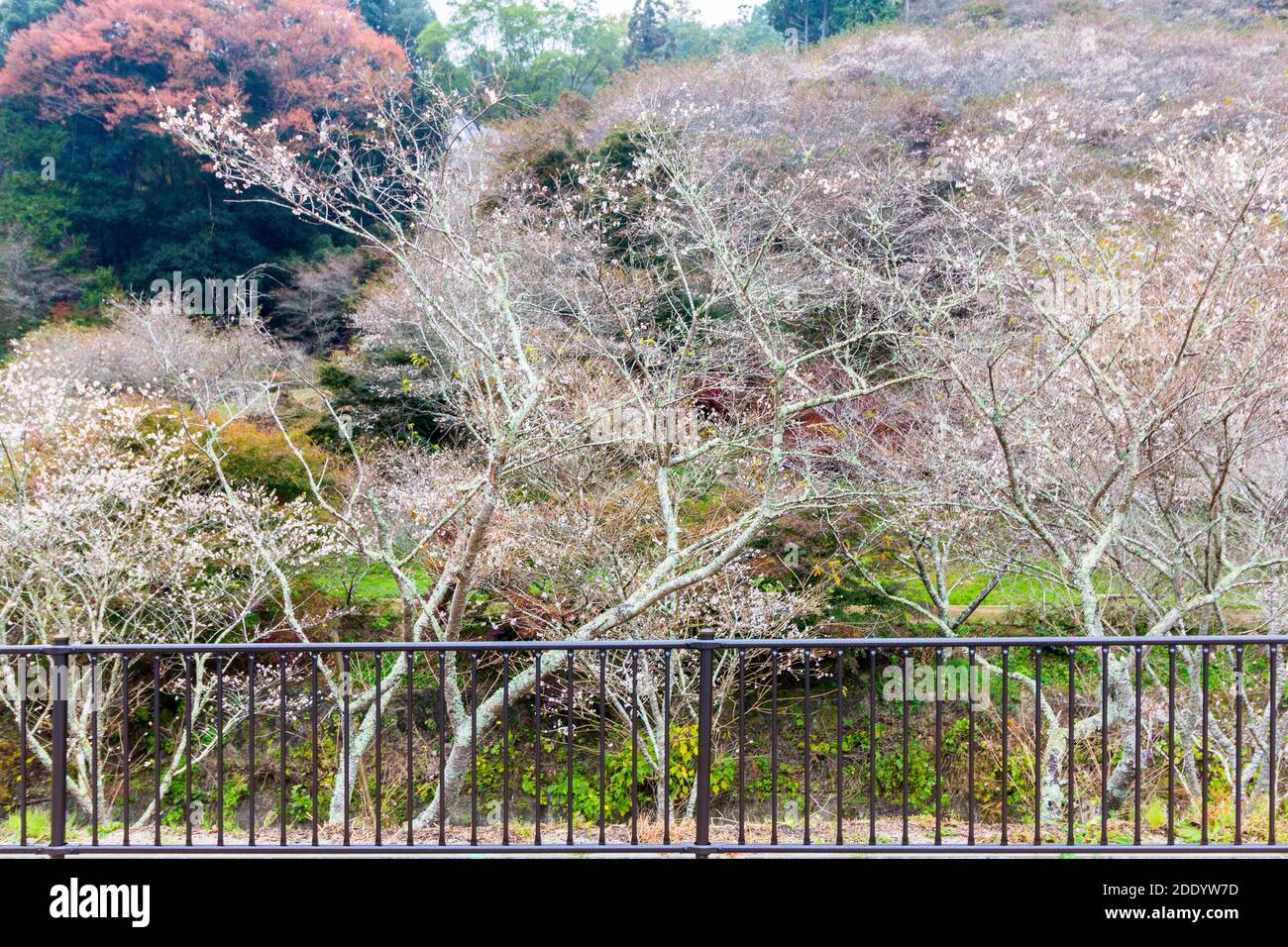 Autumn cherry blossoms in Aichi, Japan Stock Photo - Alamy