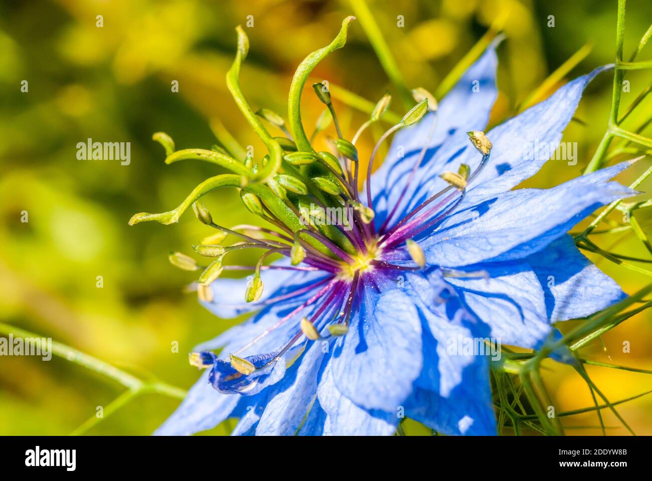 Close-Up Macro Nigella Electric Blue Flower Stock Photo