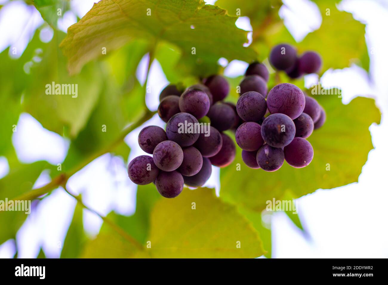 bunch of ripe black Isabella wine grapes hanging from a vine, bottom
