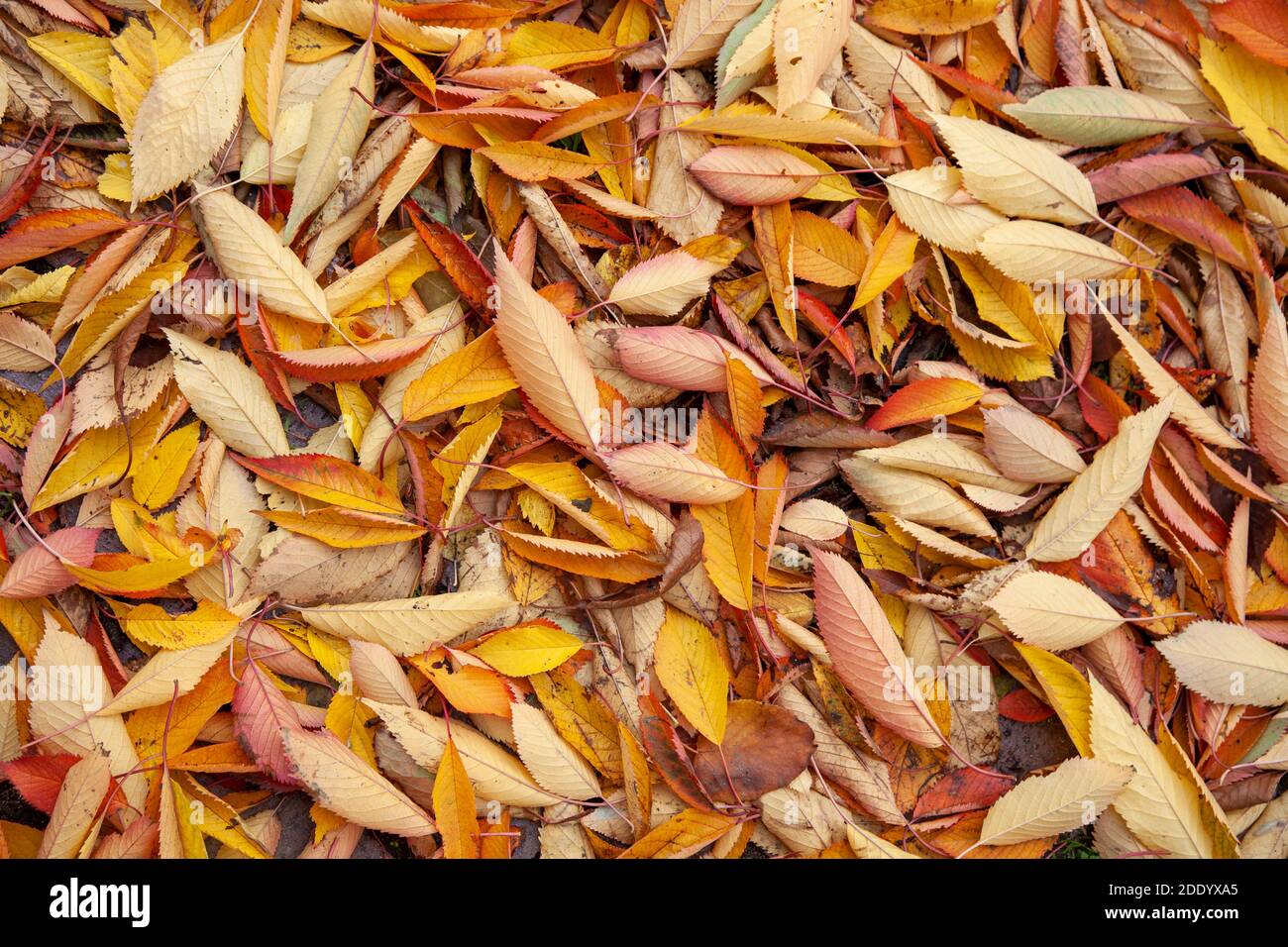 Fallen Autumn Leaves on Ground Stock Photo