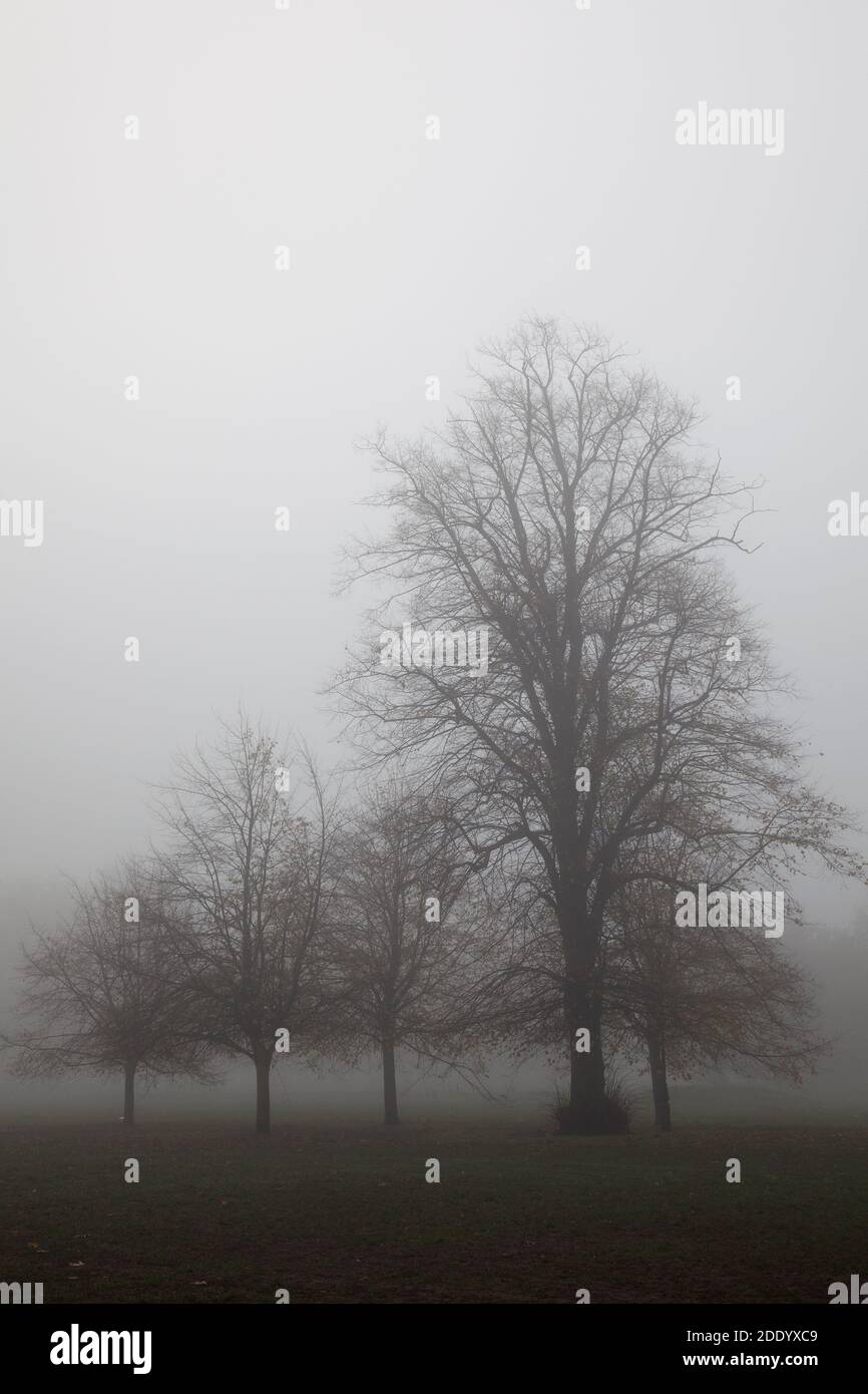 Autumn Tree Landscape in Fog in London UK Stock Photo - Alamy