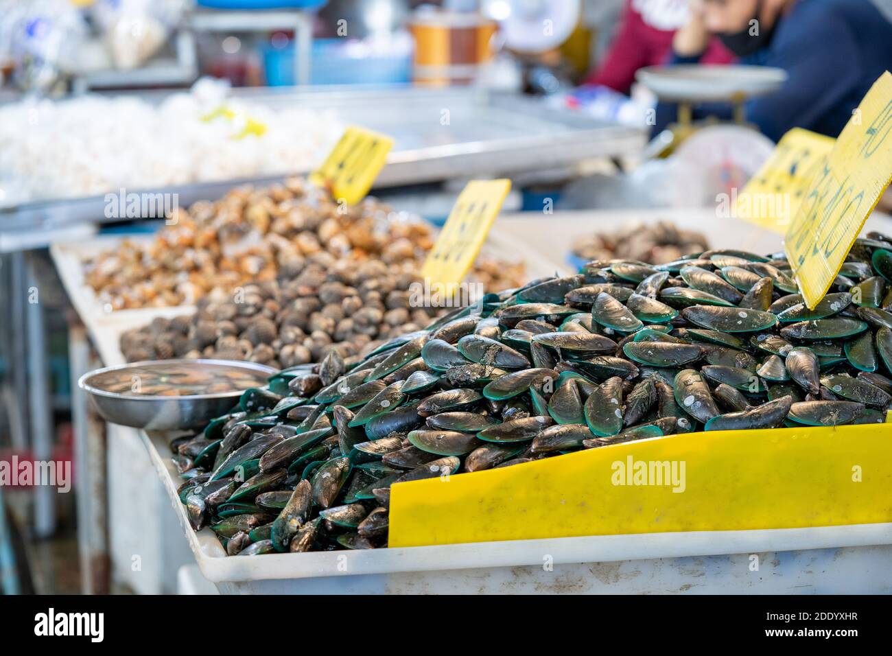 Mussel in Shelll, frozen on ice for sale and cook, in fresh market. Stock Photo
