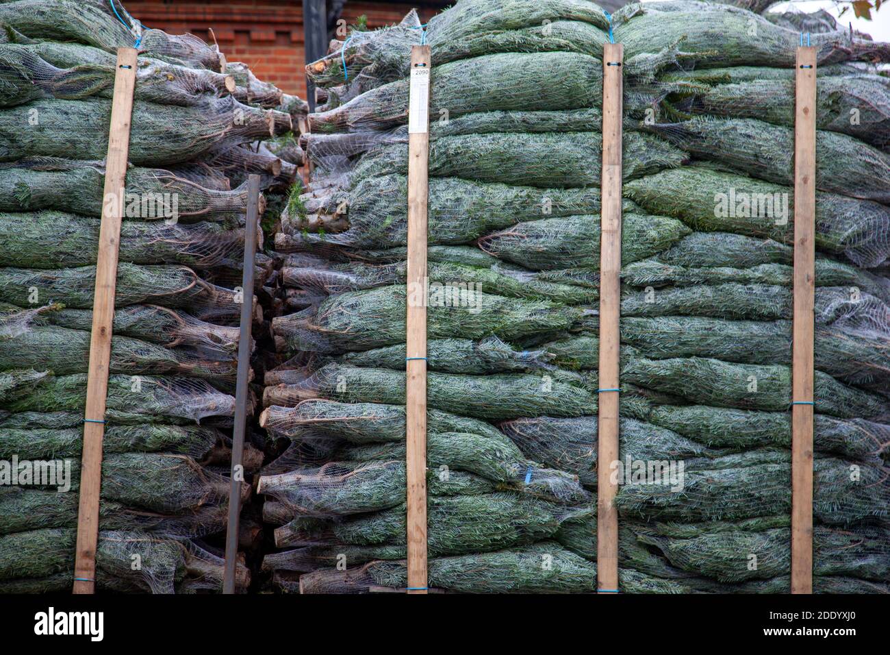 Stacked Trees for Christmas, London UK Stock Photo Alamy
