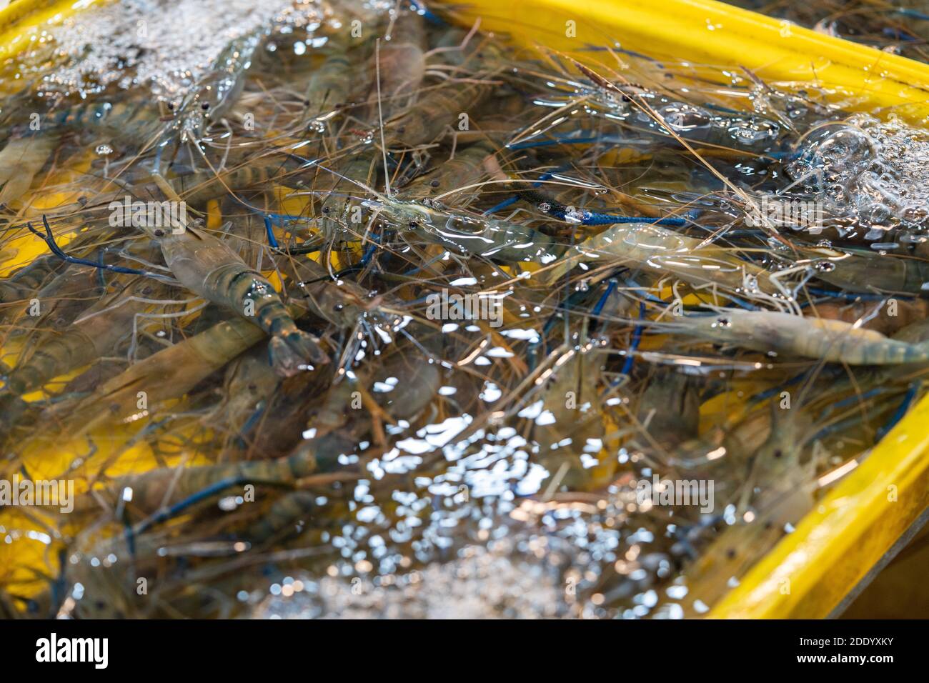 fresh blue prawns swim in the tank for sales and cook at Asia local fresh market. Stock Photo