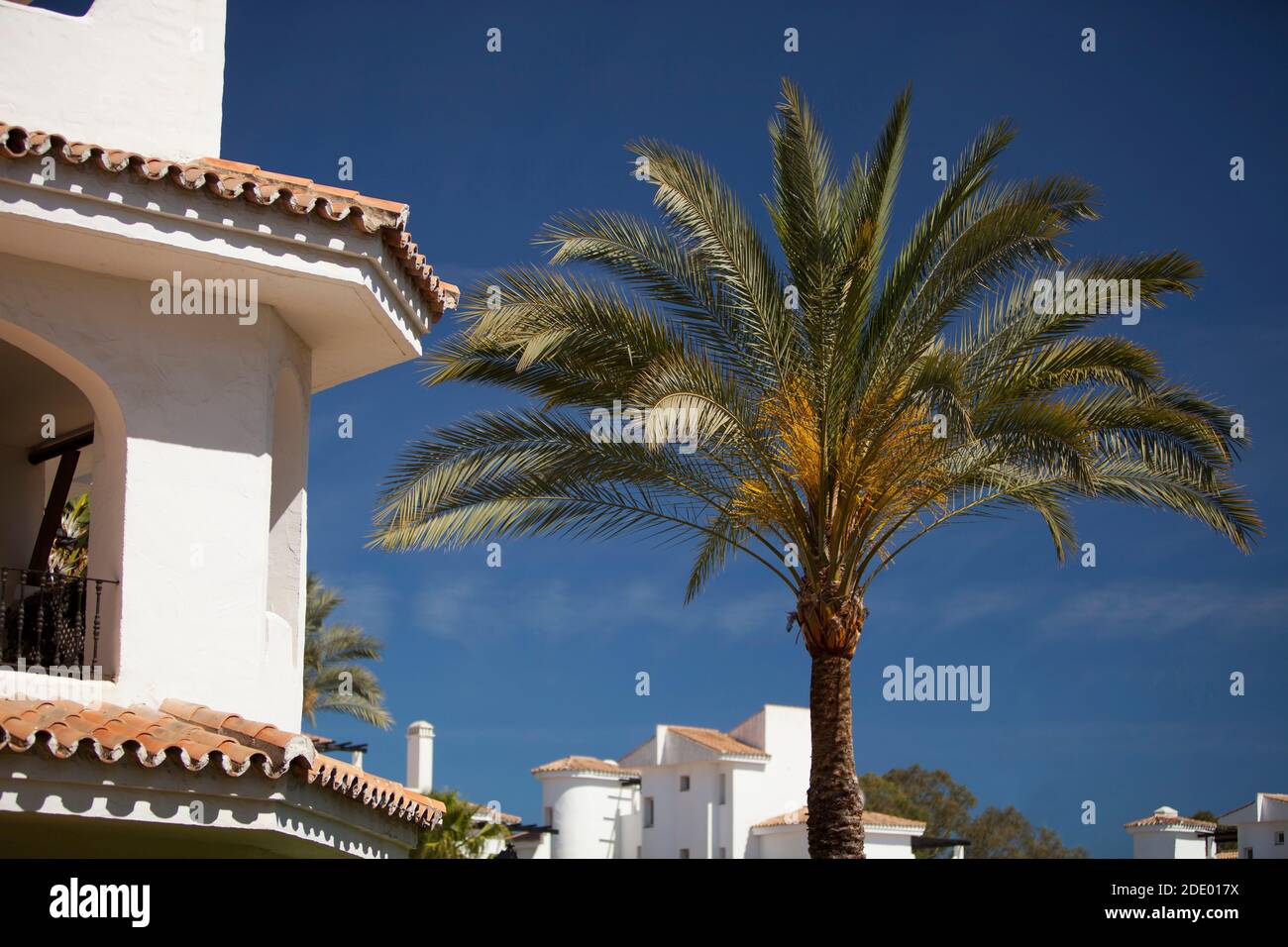 A palm tree in the garden of a luxury villa in spain Stock Photo