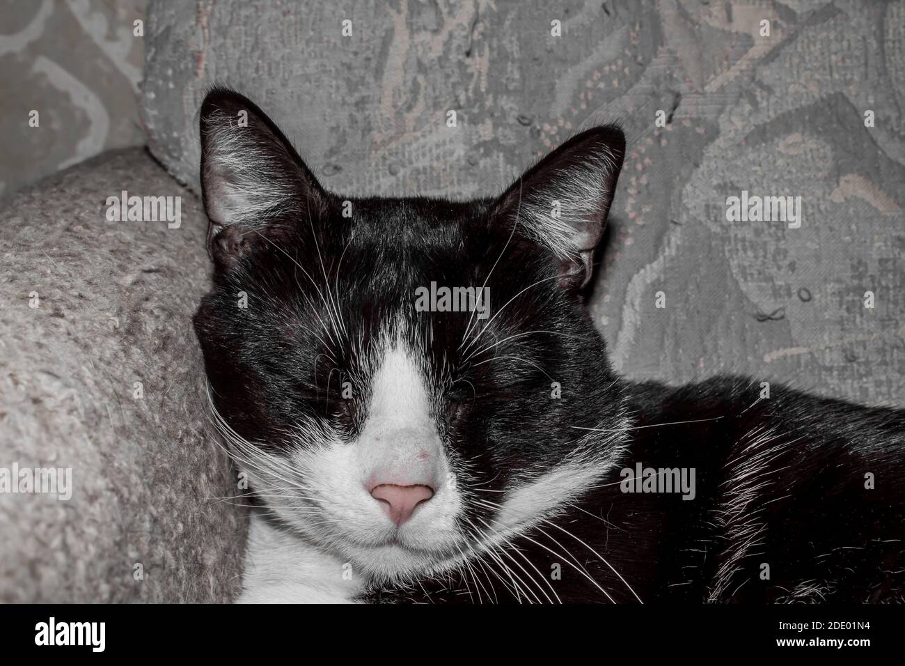 Felix sleeping Stock Photo