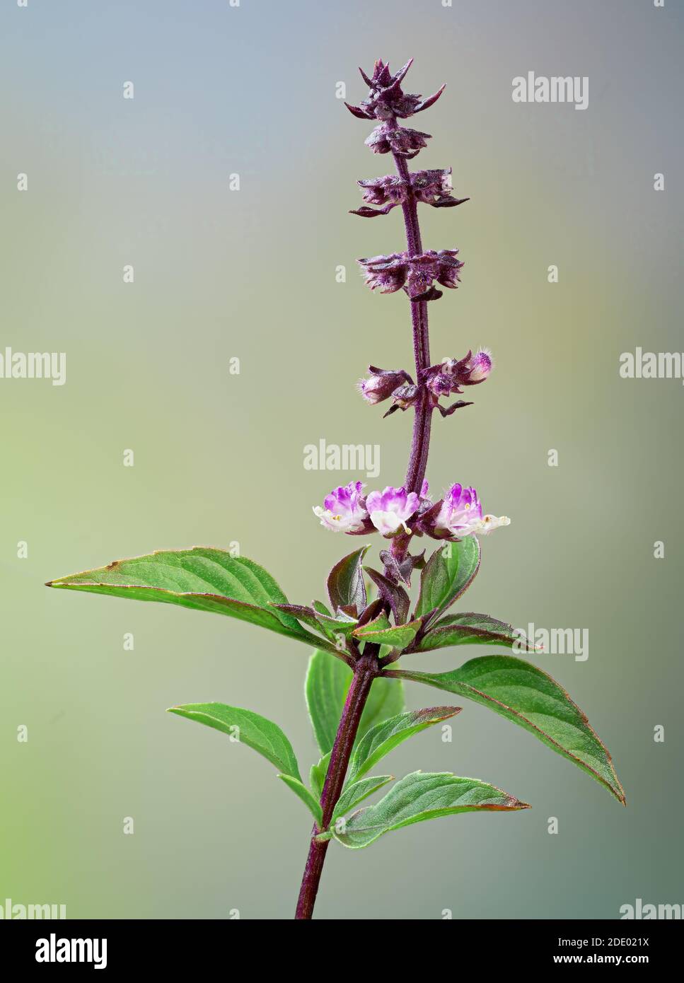 Stem, with flowers, of Thai basil (Ocimum basilicum), an herb used in Thai  cooking Stock Photo - Alamy