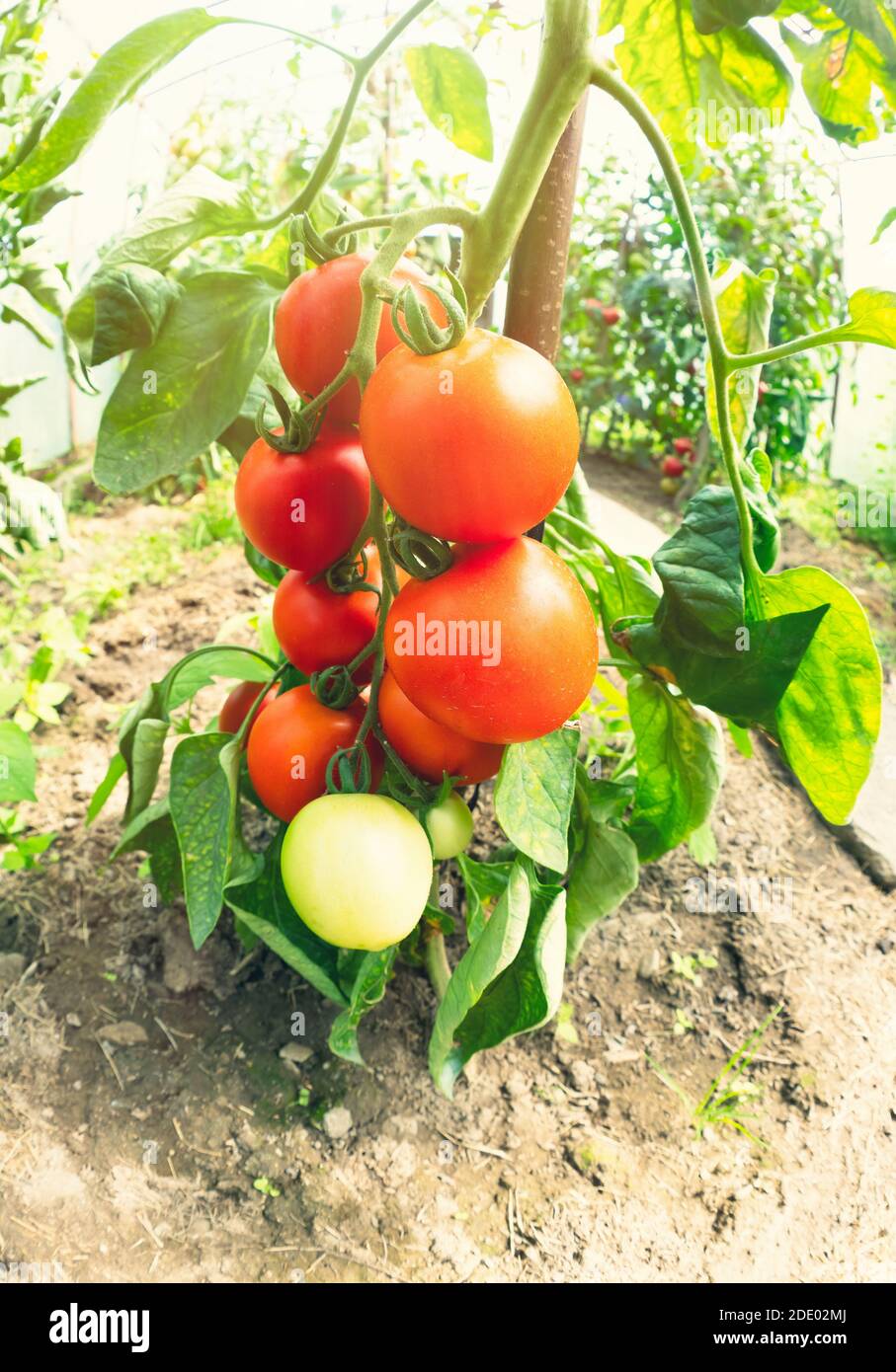 Ripe tomato plant growing in greenhouse. Fresh bunch of red natural ...
