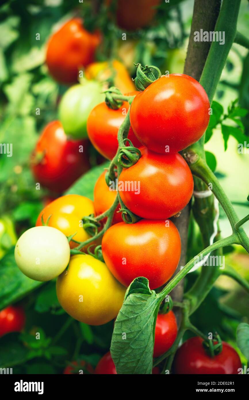 Ripe tomato plant growing in greenhouse. Fresh bunch of red natural ...