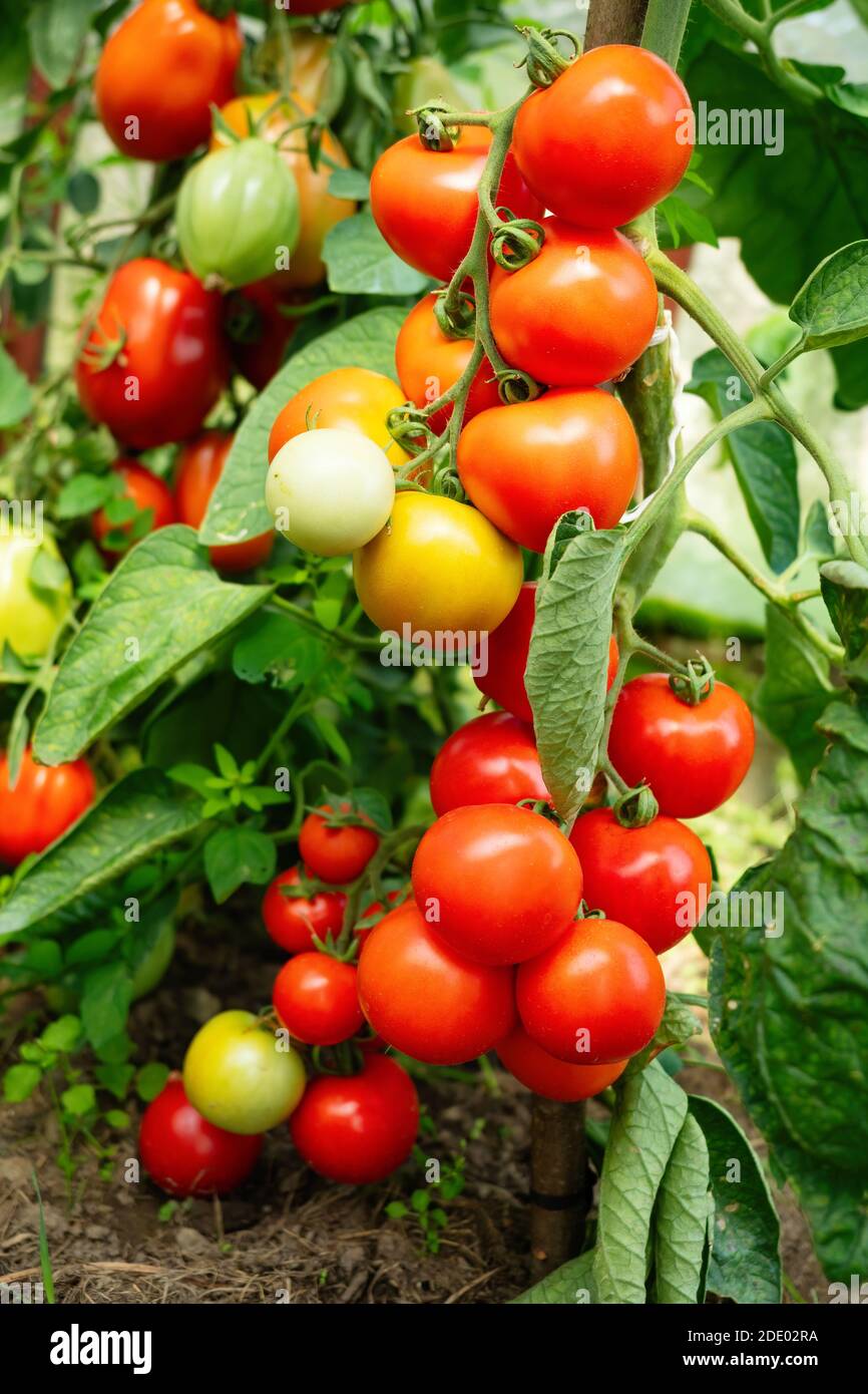 Ripe tomato plant growing in greenhouse. Fresh bunch of red natural ...
