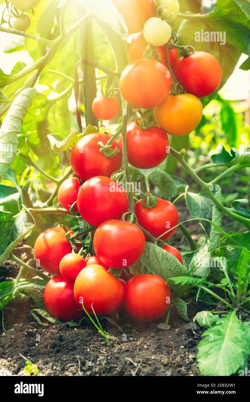 Ripe tomato plant growing in greenhouse. Fresh bunch of red natural ...
