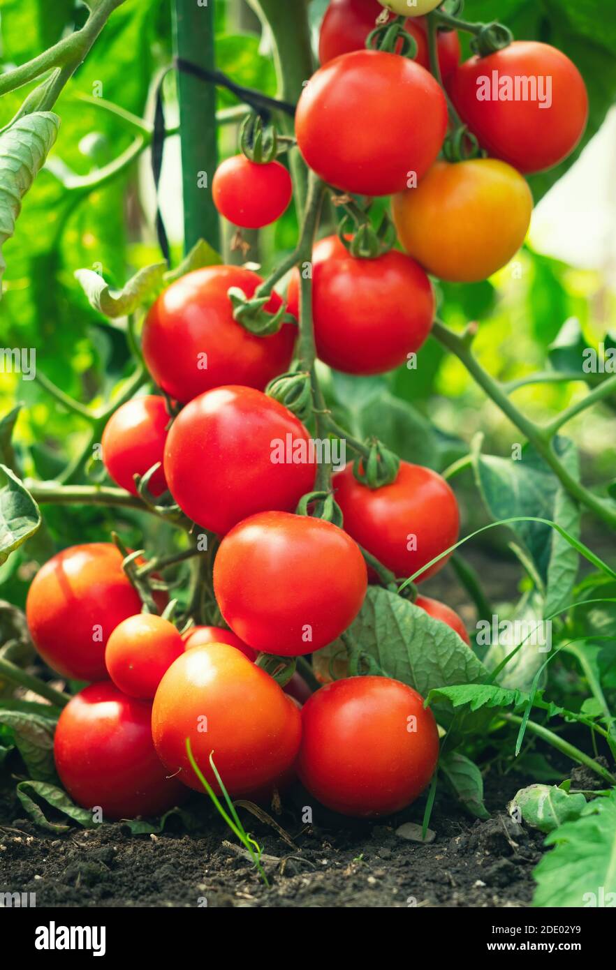 Ripe tomato plant growing in greenhouse. Fresh bunch of red natural ...