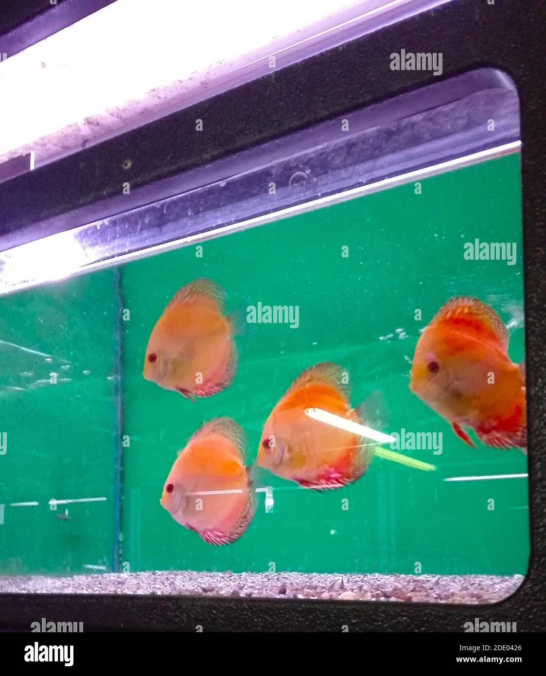 sad green tank of orange fish swimming in cages Stock Photo