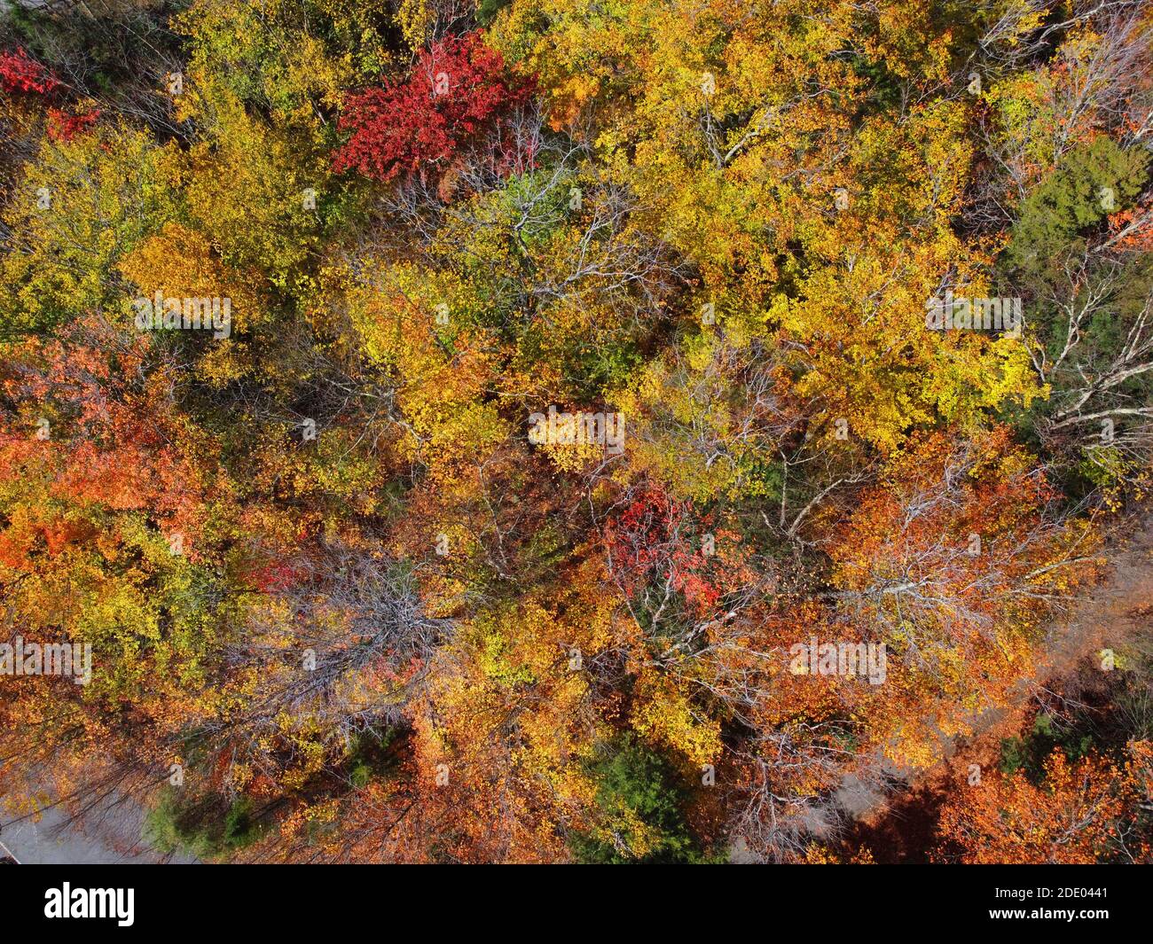 Colorful tree with fall foliage top view in White Mountain National Forest fall foliage near Franconia Notch State Park, Town of Lincoln, New Hampshir Stock Photo