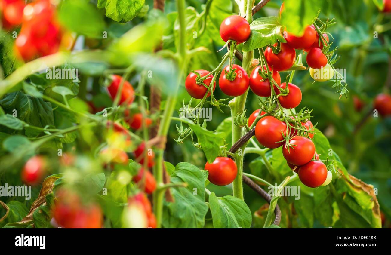 Ripe tomato plant growing in greenhouse. Fresh bunch of red natural