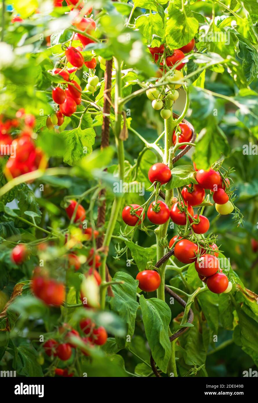Ripe tomato plant growing in greenhouse. Fresh bunch of red natural ...