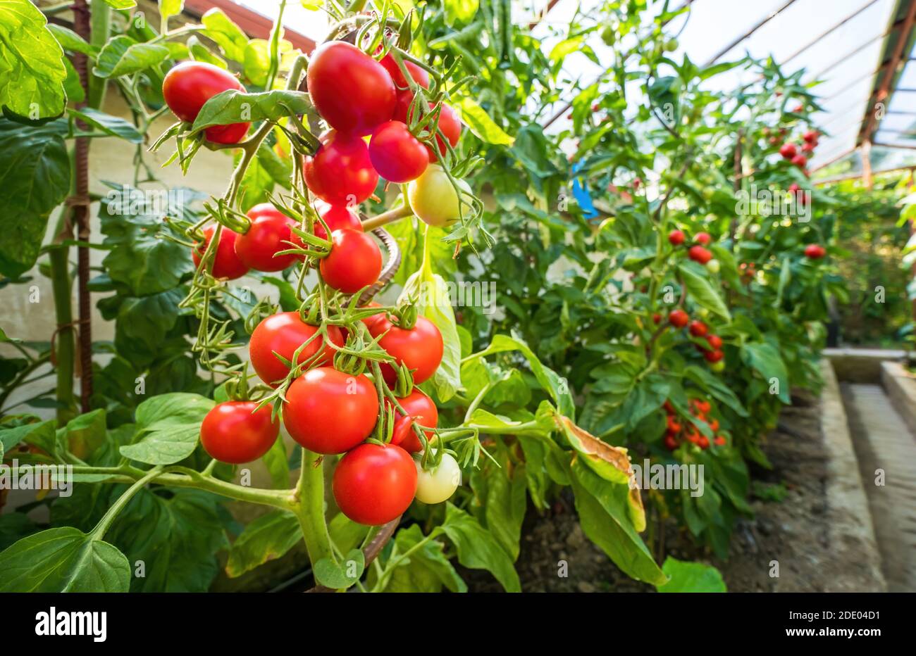 Ripe tomato plant growing in greenhouse. Fresh bunch of red natural ...