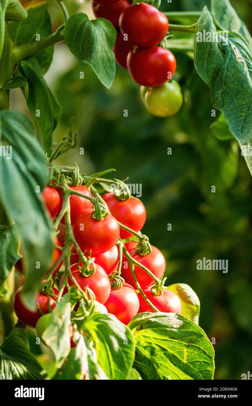 Ripe tomato plant growing in greenhouse. Fresh bunch of red natural tomatoes on a branch in organic vegetable garden. Blurry background and copy space Stock Photo