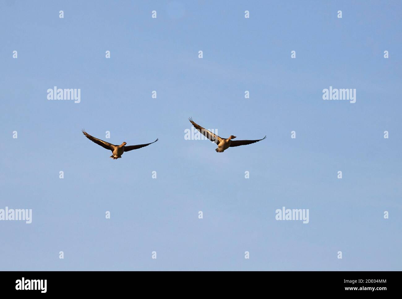 pair of wild geese flying on a blue sky background Stock Photo