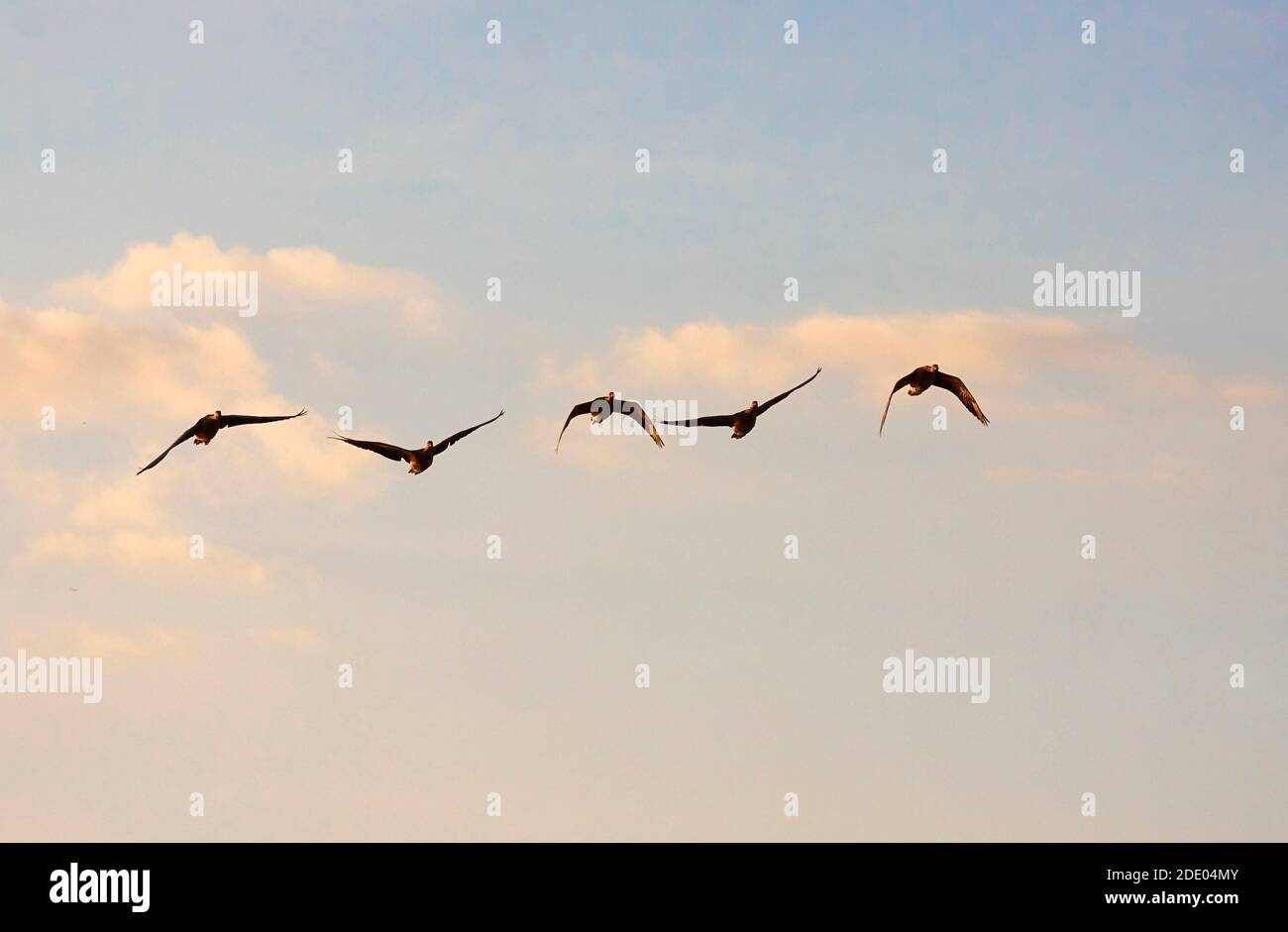 wild geese in flight against the blue sky in the setting sun Stock Photo