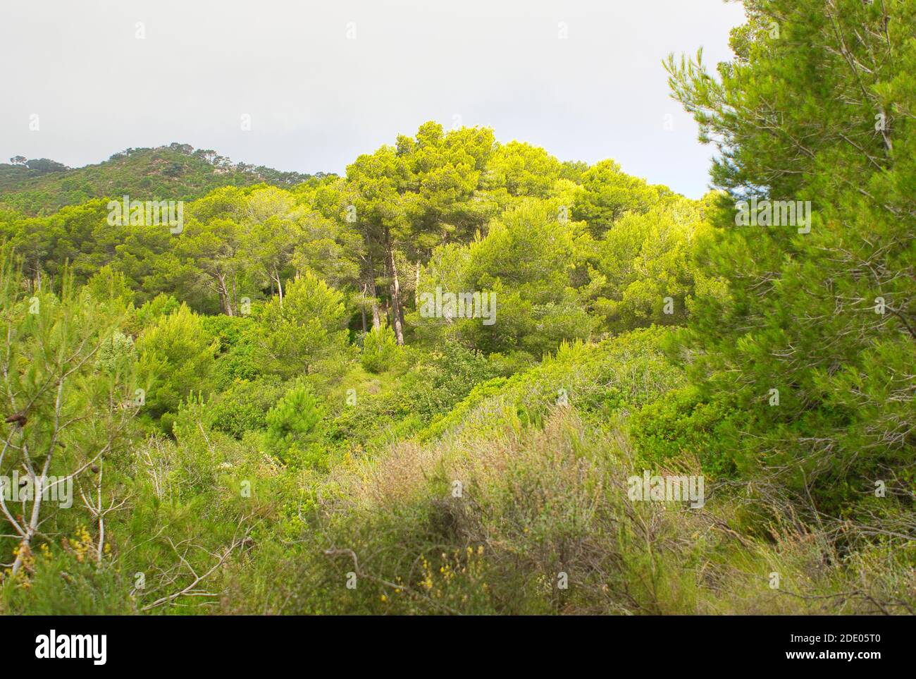 The desert of the palms in benicasim, Castellon Stock Photo