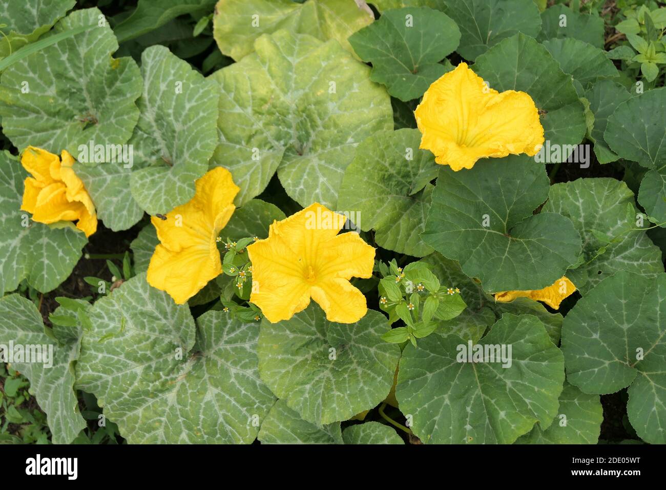Cucurbita moschata flower hires stock photography and images Alamy