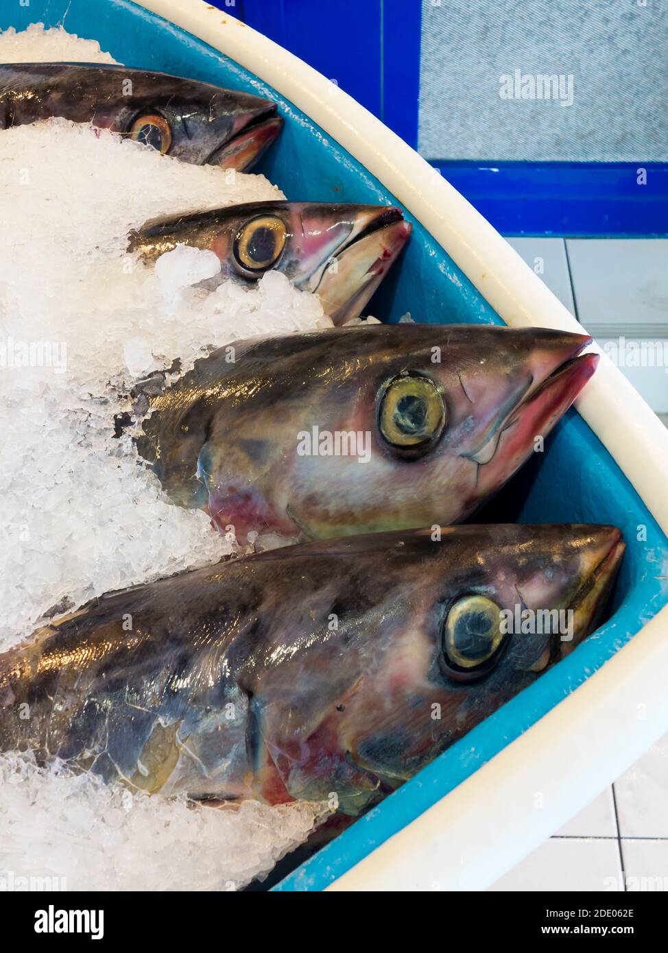 Freshly caught tuna fish packed in ice for sale in a fish market. Stock Photo