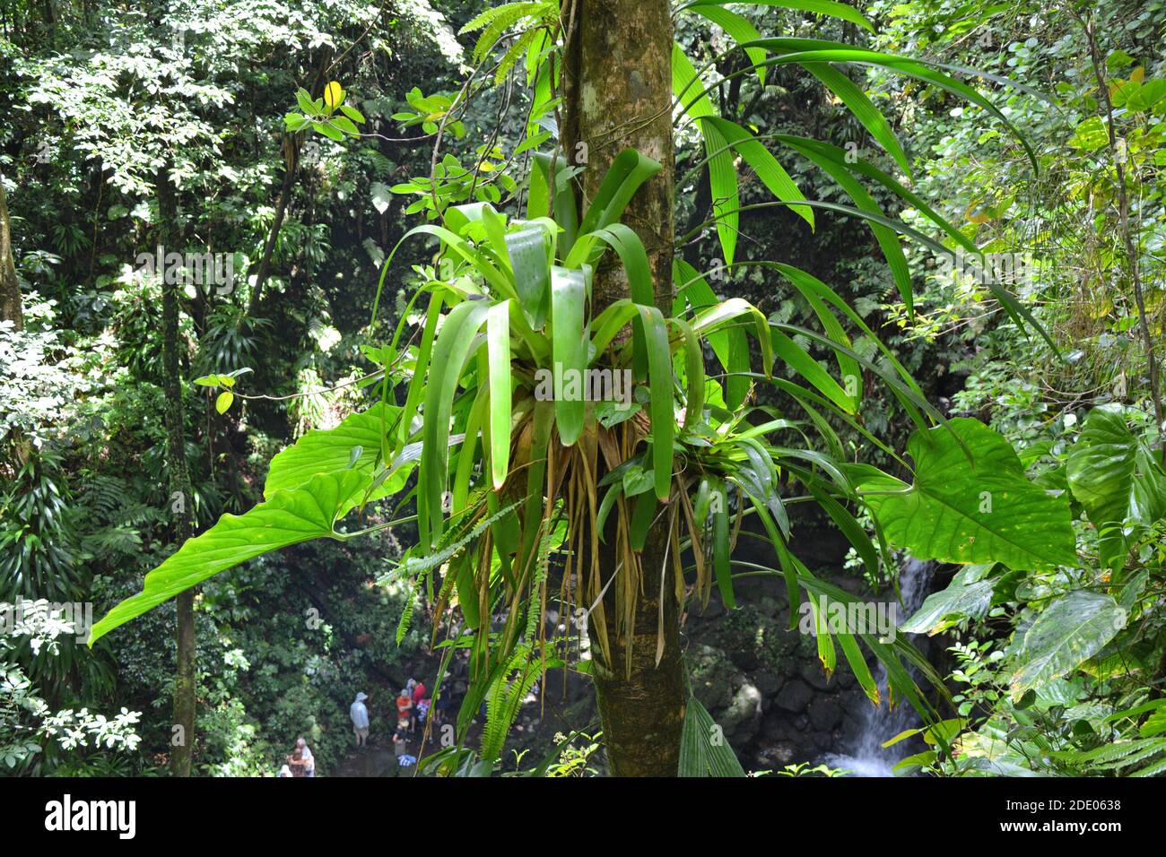 Tropical epiphytic plants on tree trunk growing in the jungle on