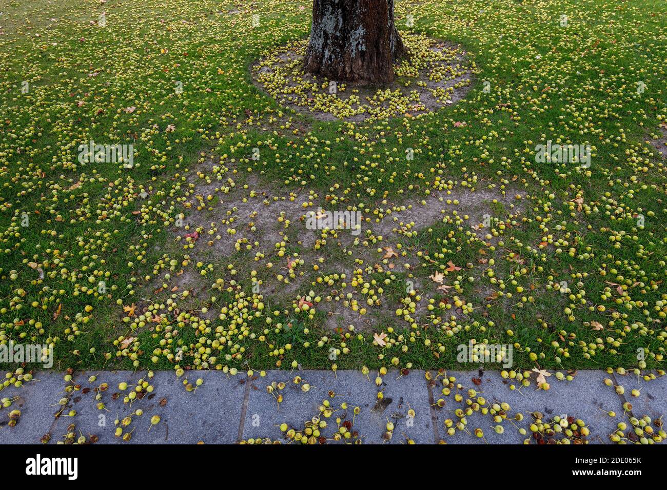 Crabapple tree fruit fallen on the grass with the tree trunk at the top of picture. Christchurch, New Zealand. Stock Photo