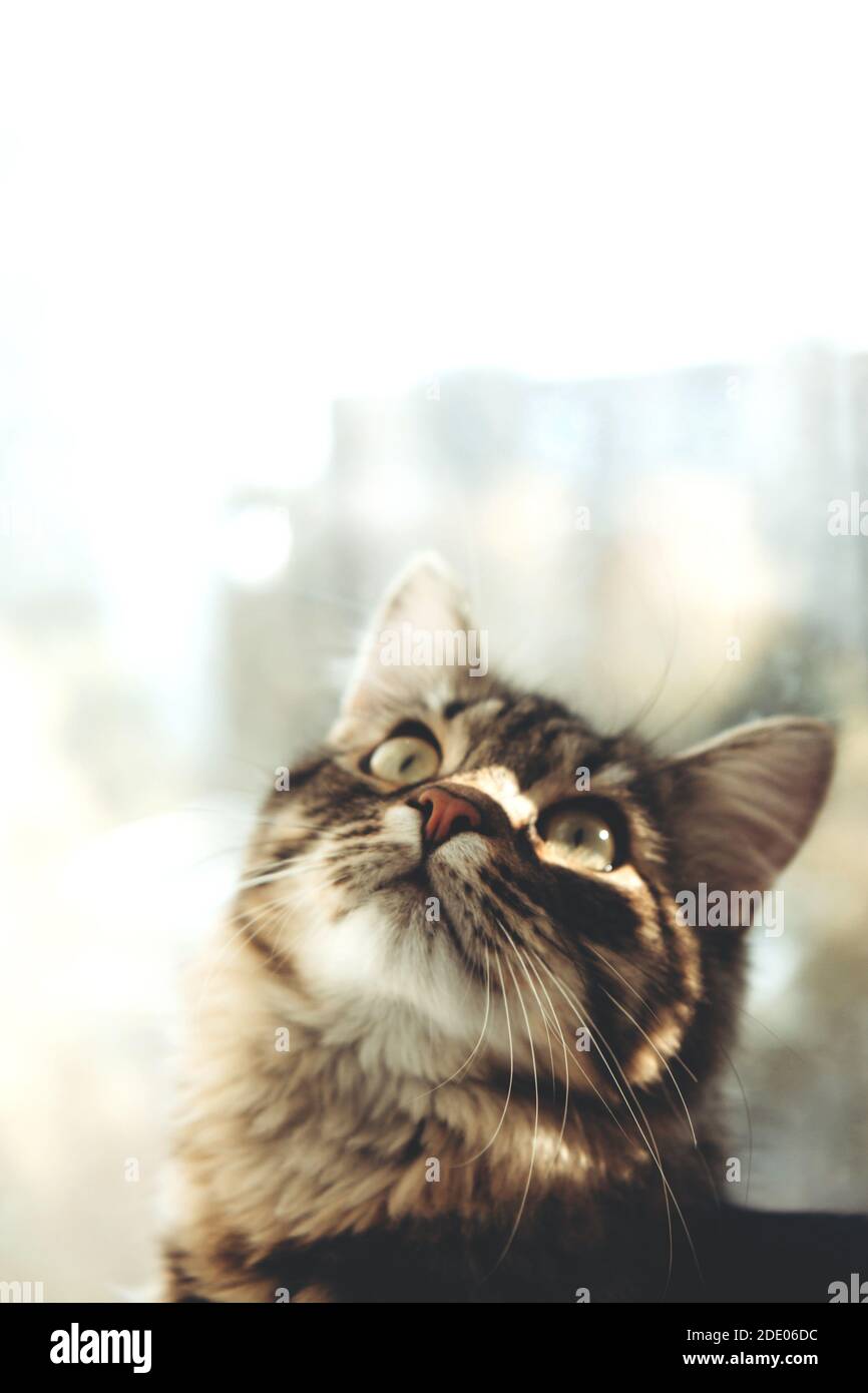Cute gray fluffy cat by the window. Pets, purebred cats, nature protection. Blurred background outside the window Stock Photo