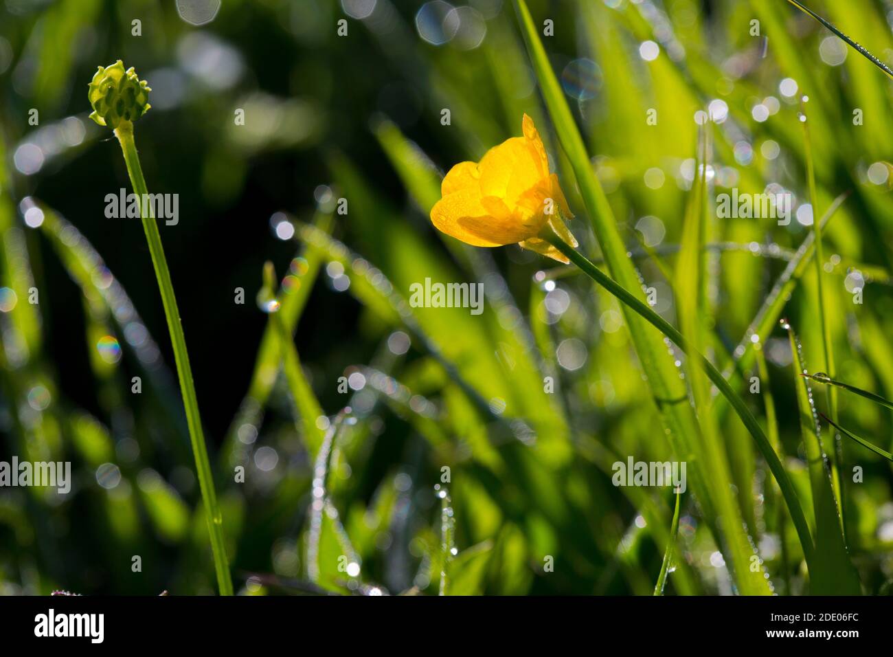 Buttercup wallpaper green  Green aesthetic, Green, Wallpaper