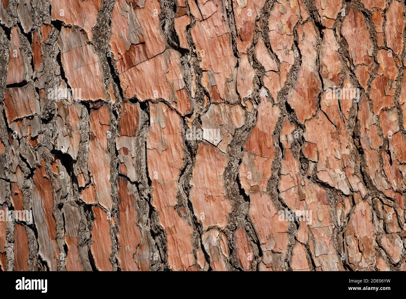 Textured tree bark surface with a red tint. Stock Photo
