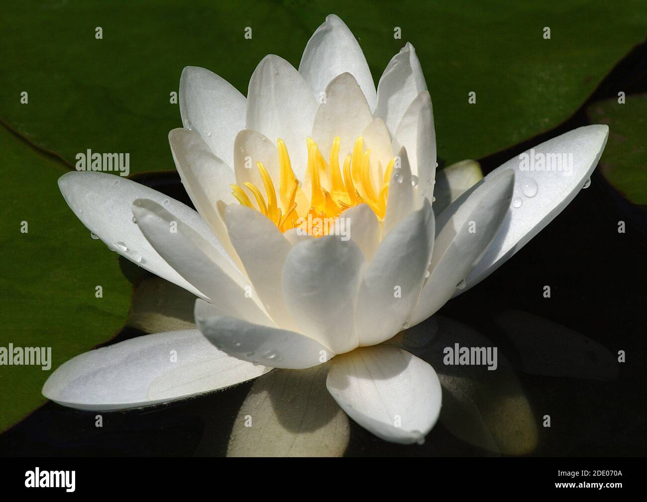 A white water lily (Nymphaea 'Marliacea Albida') in full bloom, macro image Stock Photo