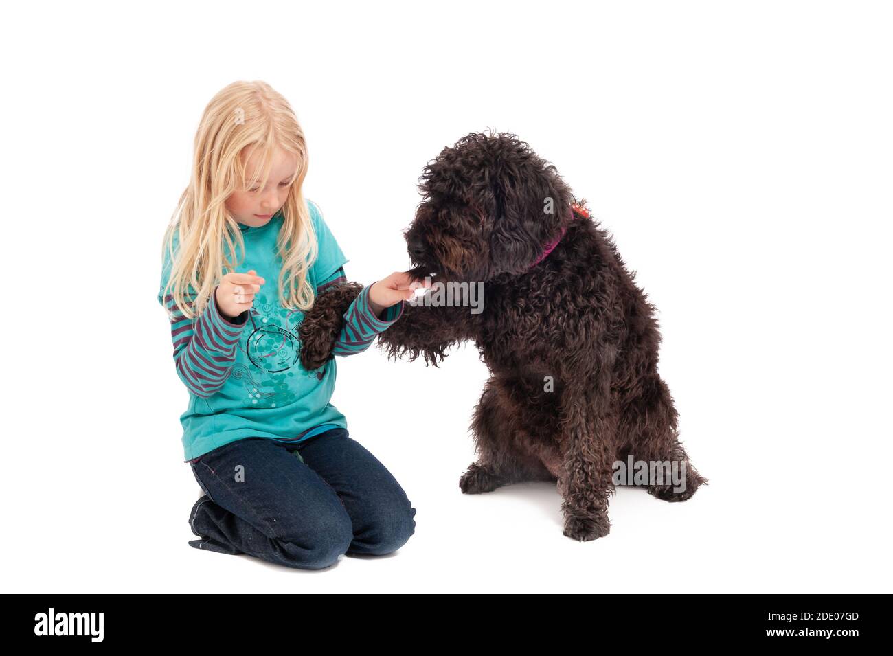 A black labradoodle begging a young blonde girl for a treat on a white studio background. Stock Photo