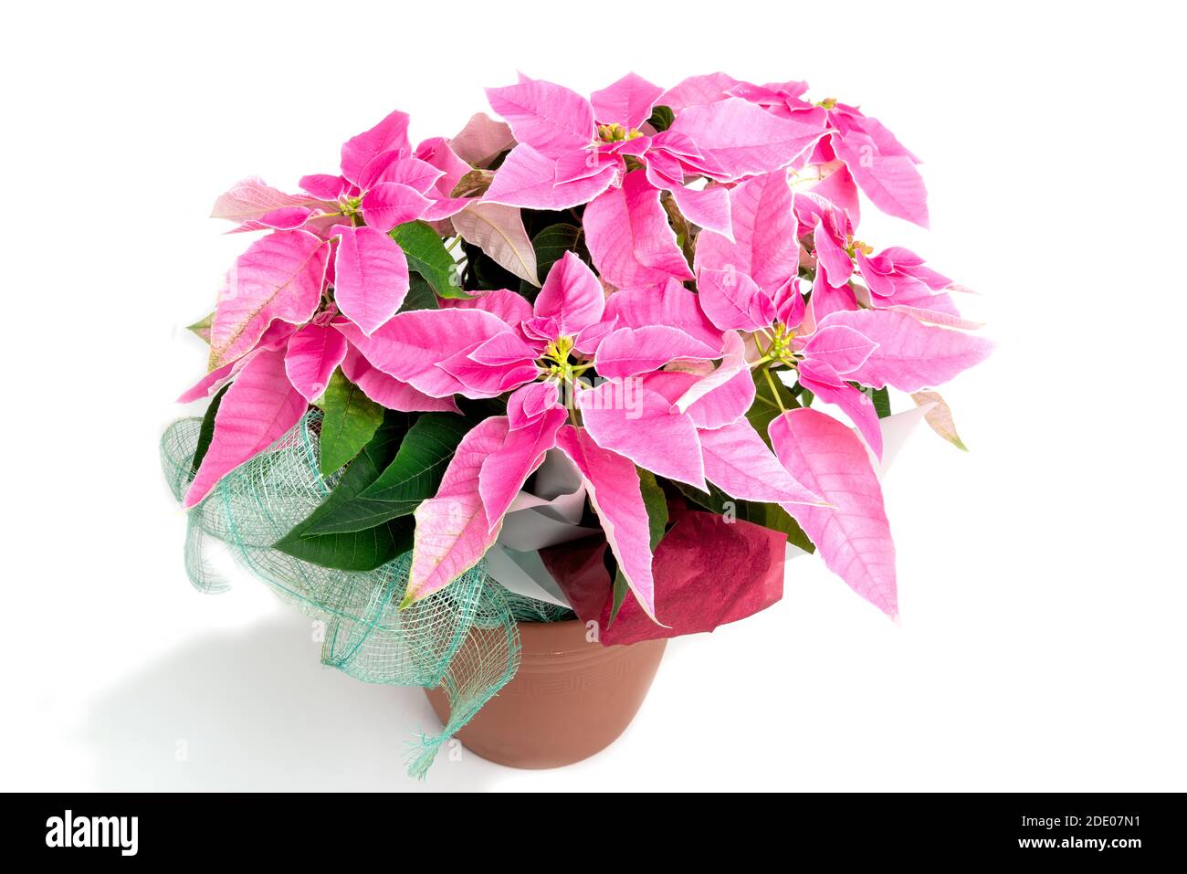 Studio photograph of pink poinsettia flowering in November ready for the christmas season, UK Stock Photo
